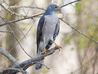 Adult (Southern) - African Goshawk