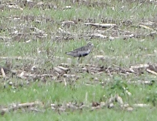 Pacific Golden-Plover - Kenton Griffis