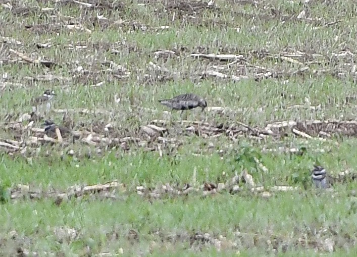 Pacific Golden-Plover - Kenton Griffis