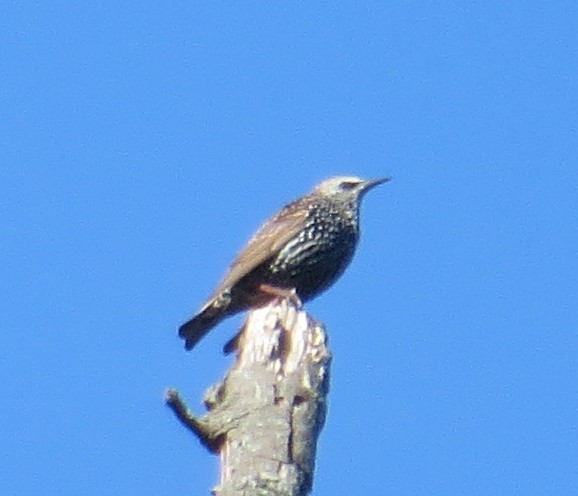 Хар тодол - ML373518951