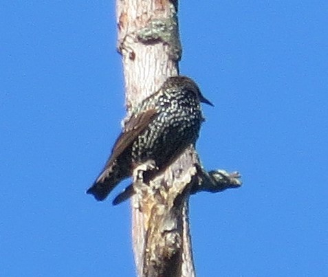 Хар тодол - ML373518991