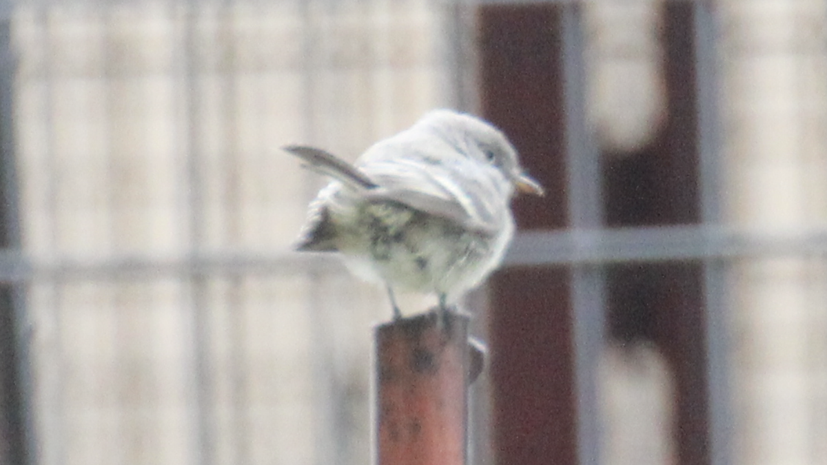 Gray Flycatcher - ML373519041