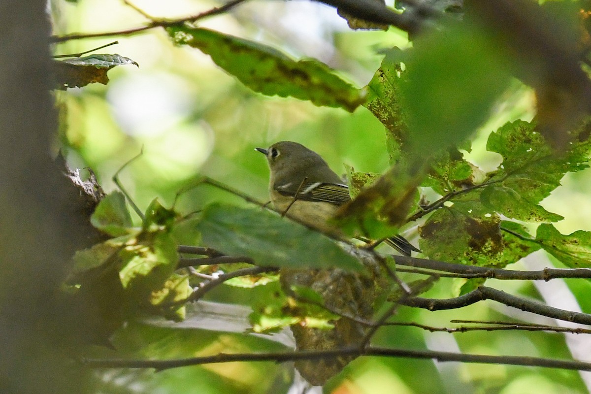 Ruby-crowned Kinglet - ML373521591