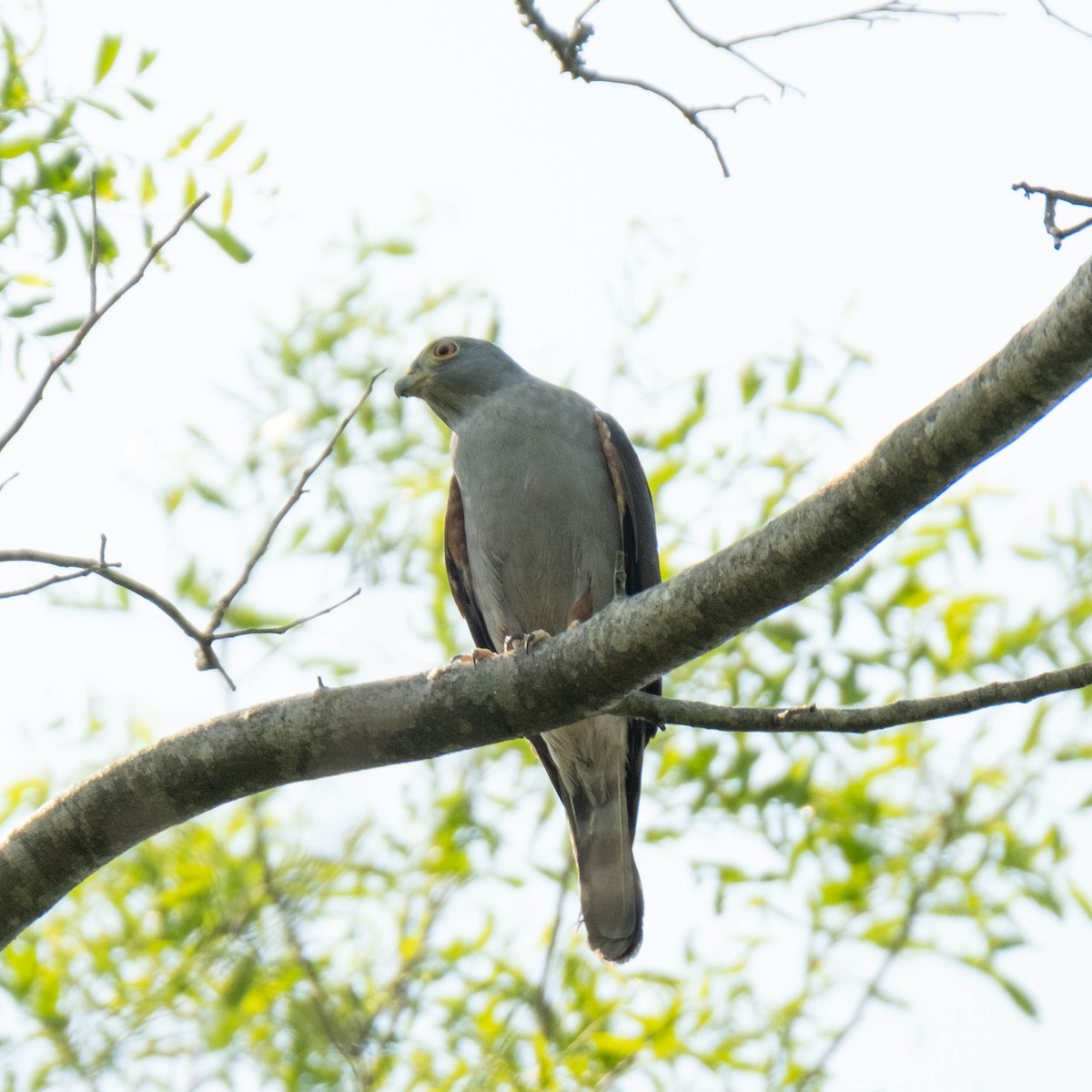 Rufous-thighed Kite - ML373521831