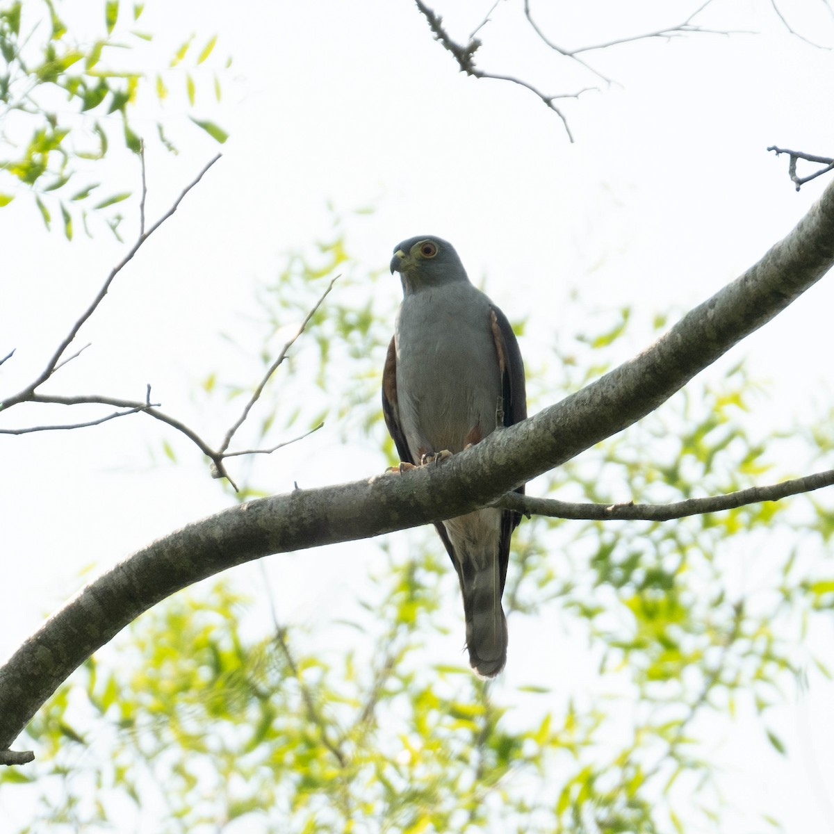 Rufous-thighed Kite - ML373521841