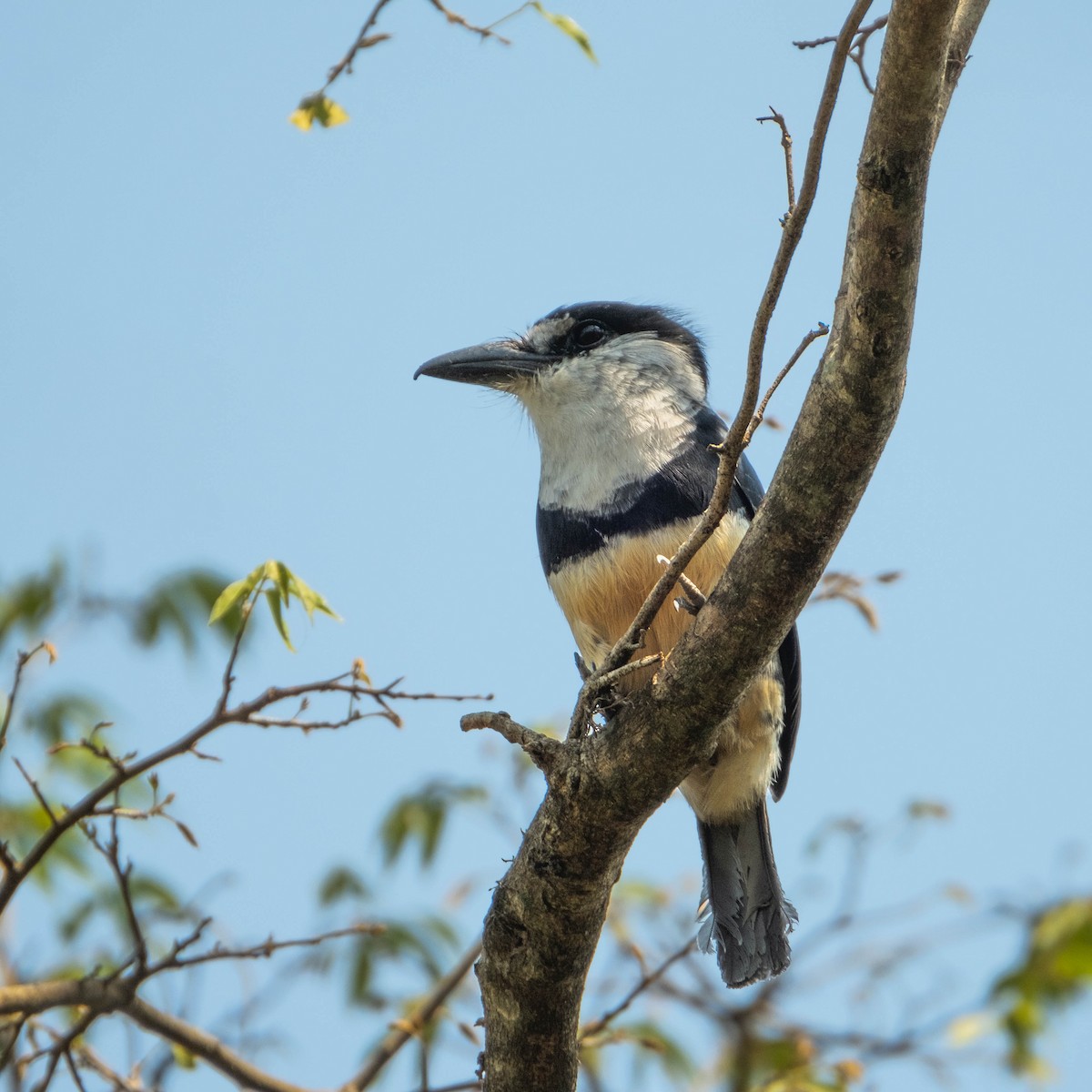 Buff-bellied Puffbird - ML373521991