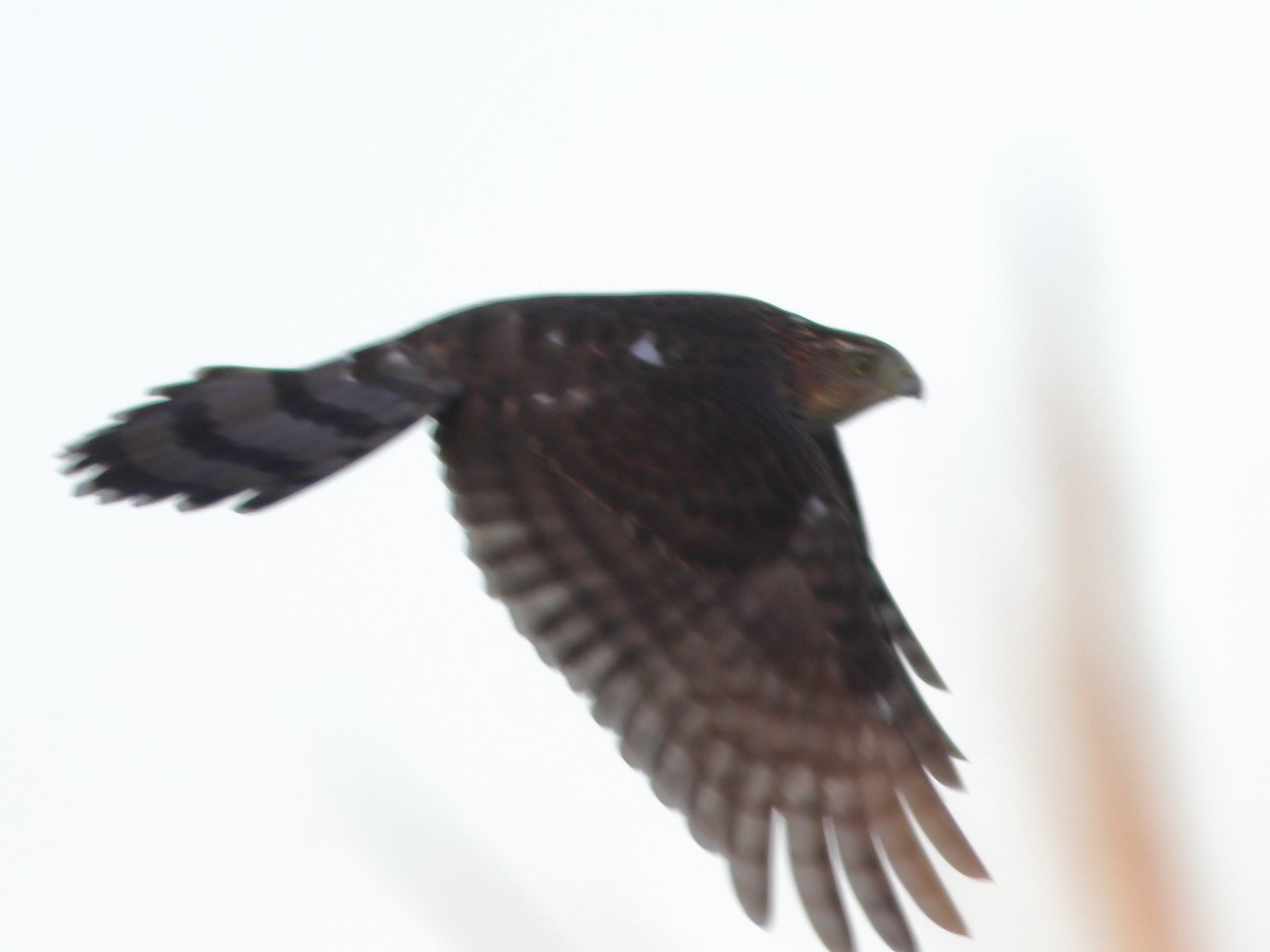 Cooper's Hawk - ML373525121