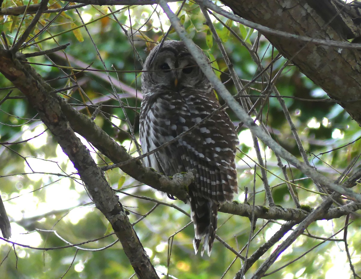 Barred Owl - ML373525721