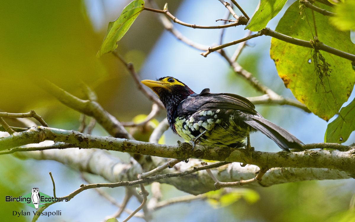 Yellow-billed Barbet - Dylan Vasapolli - Birding Ecotours