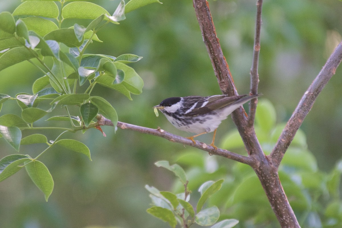 Blackpoll Warbler - ML373527851