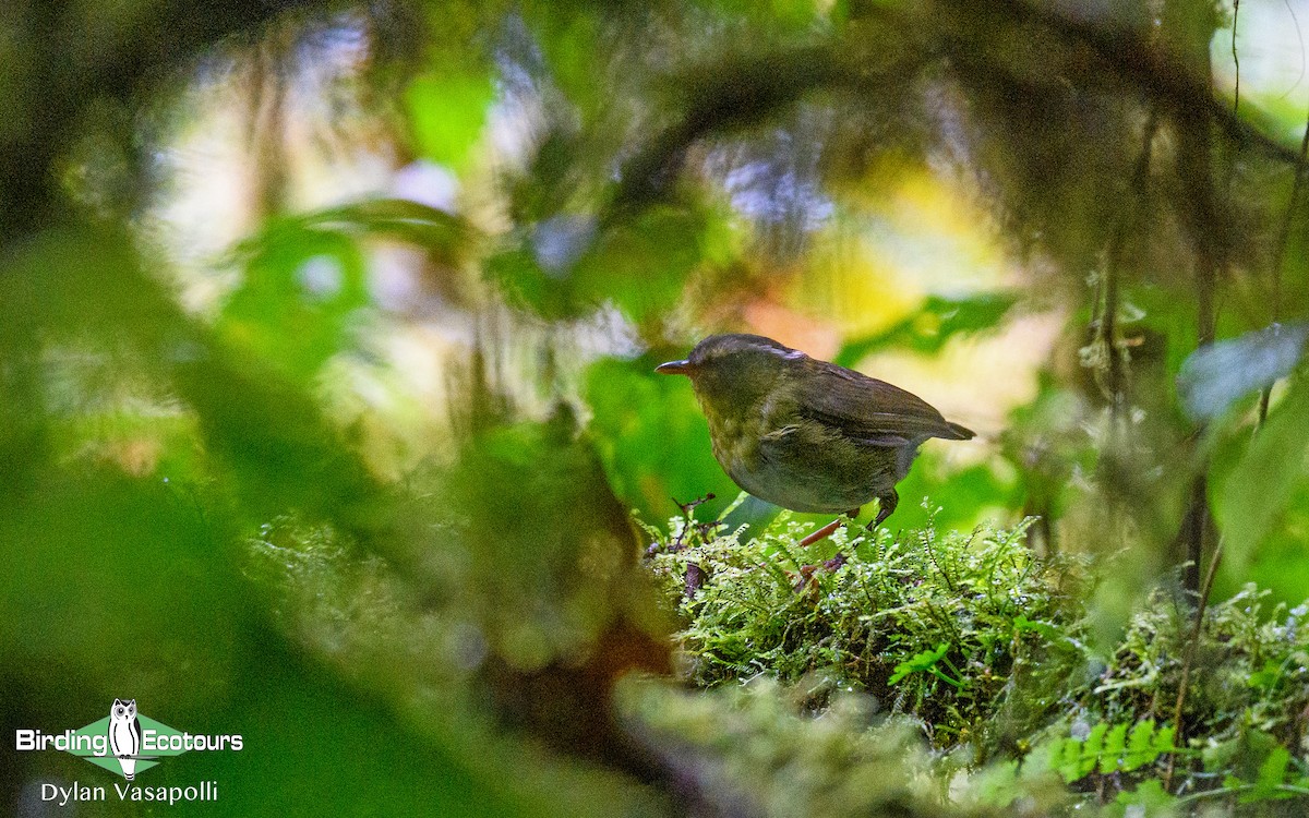 Neumann's Warbler - Dylan Vasapolli - Birding Ecotours