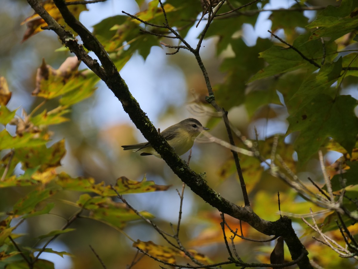 Philadelphia Vireo - Bates Estabrooks