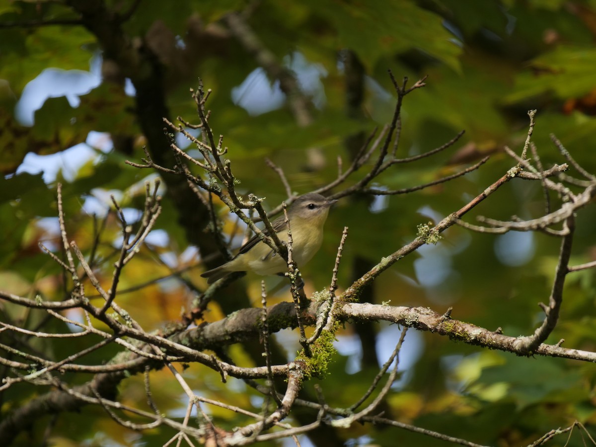 Philadelphia Vireo - Bates Estabrooks