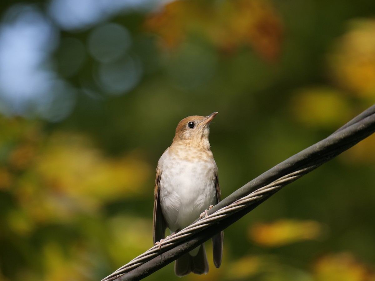 Veery - Bates Estabrooks