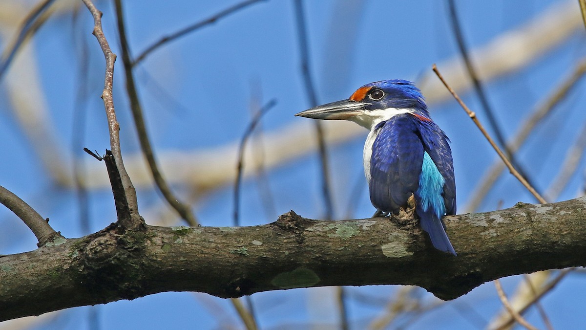 Rufous-lored Kingfisher - Pete Simpson