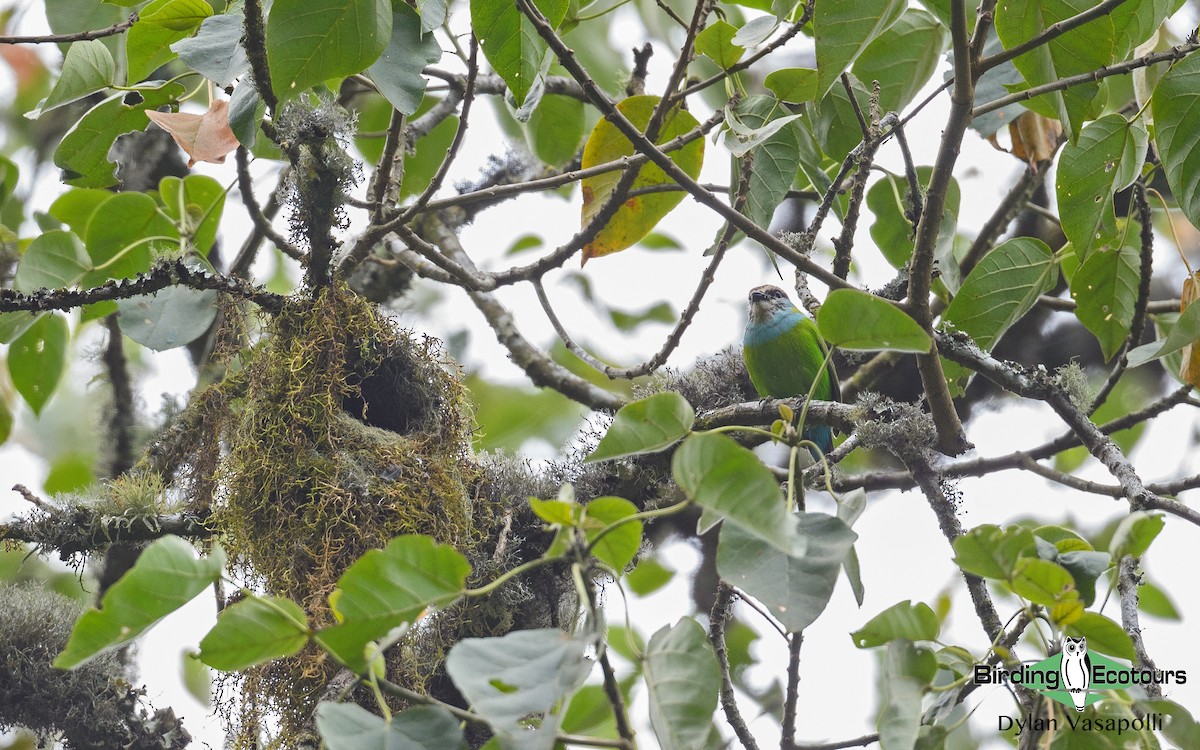 Grauer's Broadbill - ML373530251