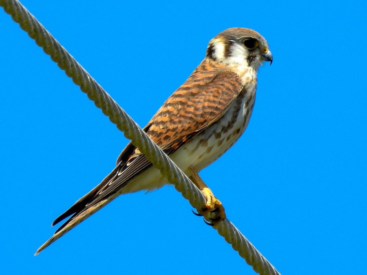 American Kestrel - ML373530381