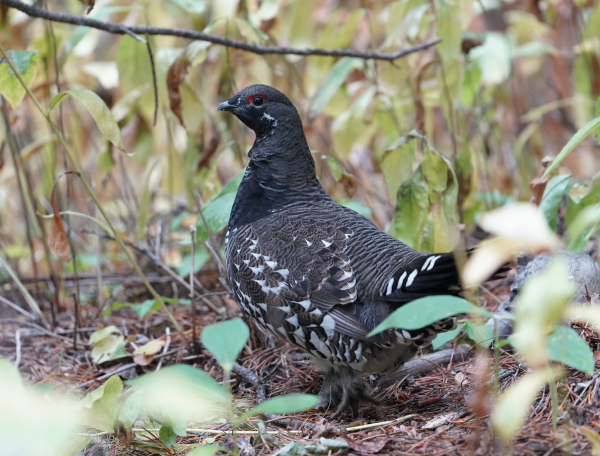 Spruce Grouse - Ken Wright
