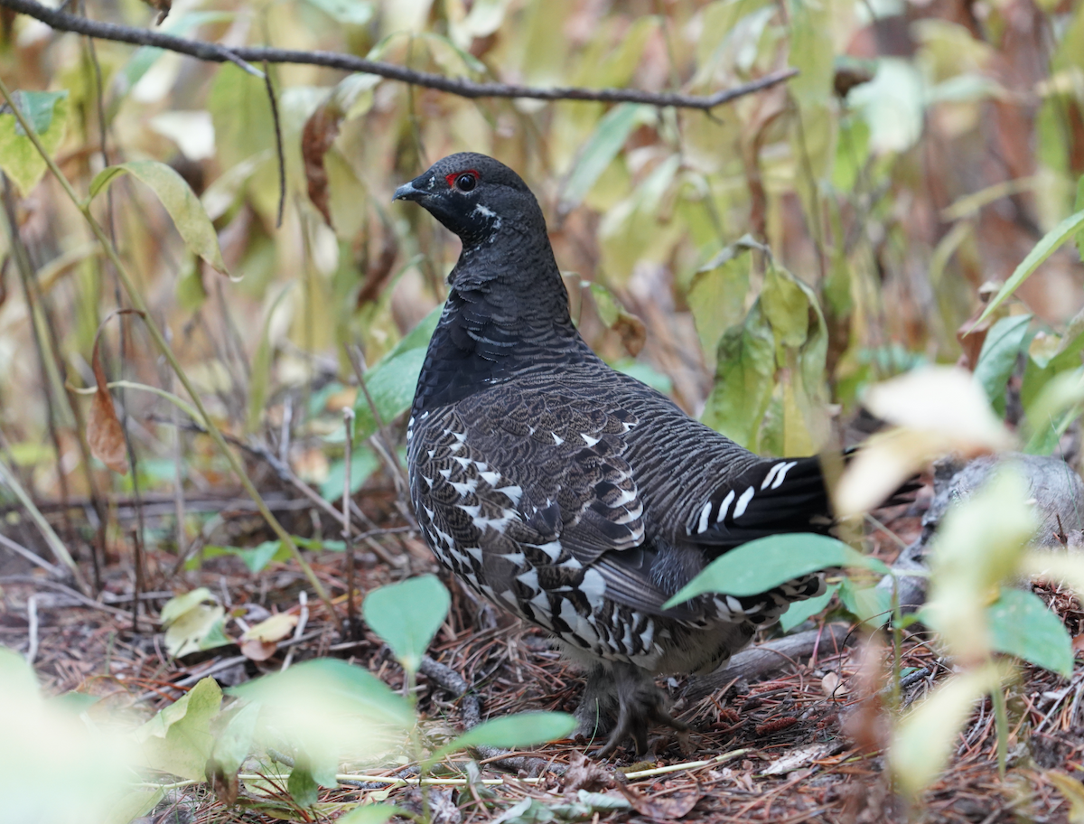 Spruce Grouse - ML373530971