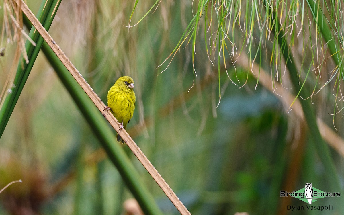 Papyrus Canary - Dylan Vasapolli - Birding Ecotours