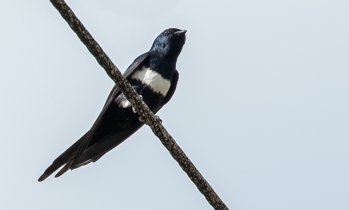 White-banded Swallow - David Monroy Rengifo