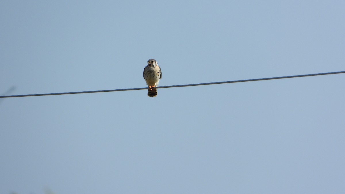 American Kestrel - ML373534361