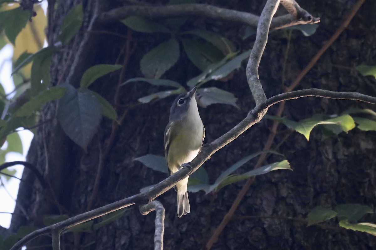 Blue-headed Vireo - ML373534581