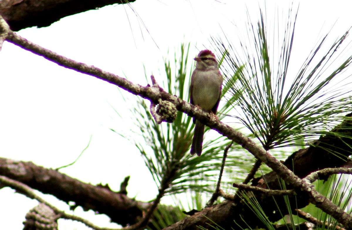 Chipping Sparrow - ML37353491