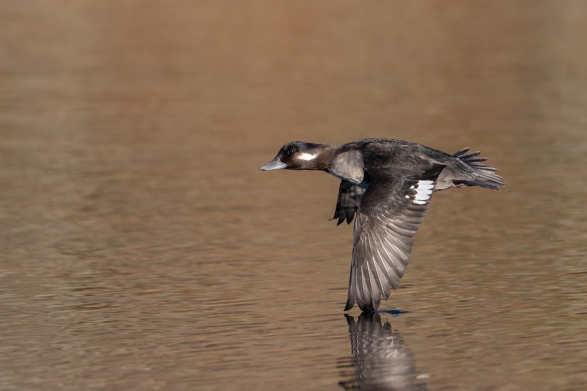 Bufflehead - ML373535131