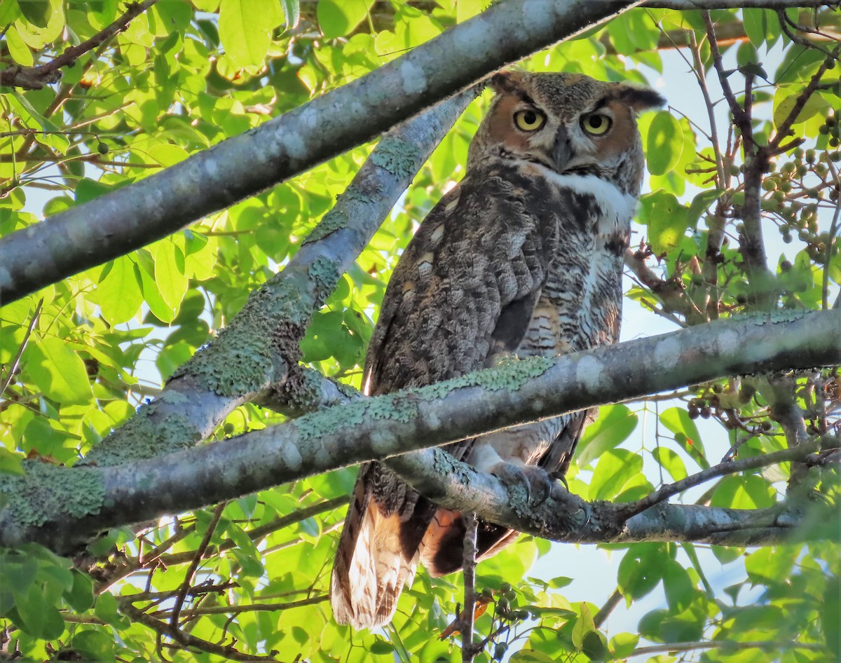 Great Horned Owl - ML373536261