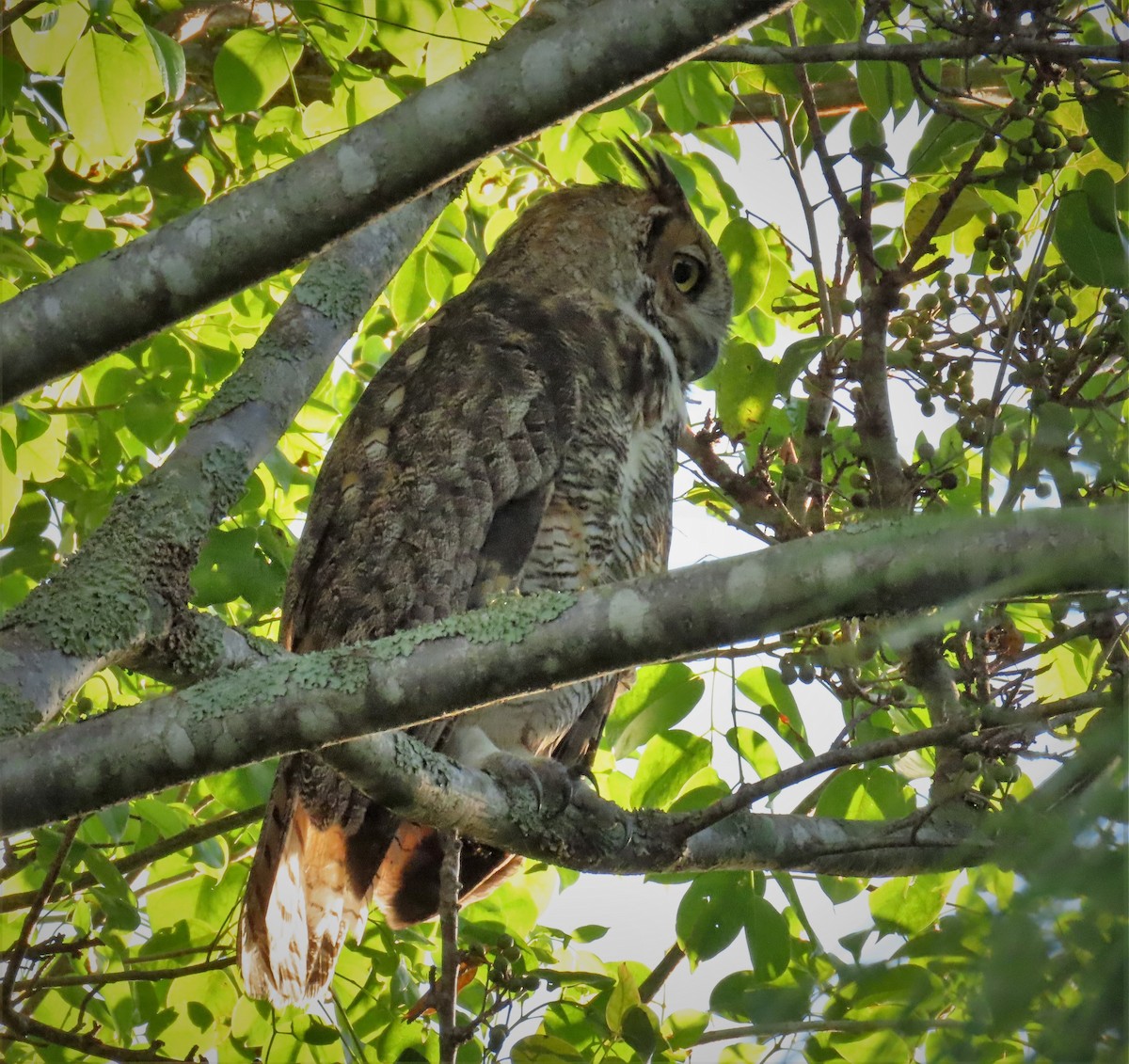 Great Horned Owl - ML373536441