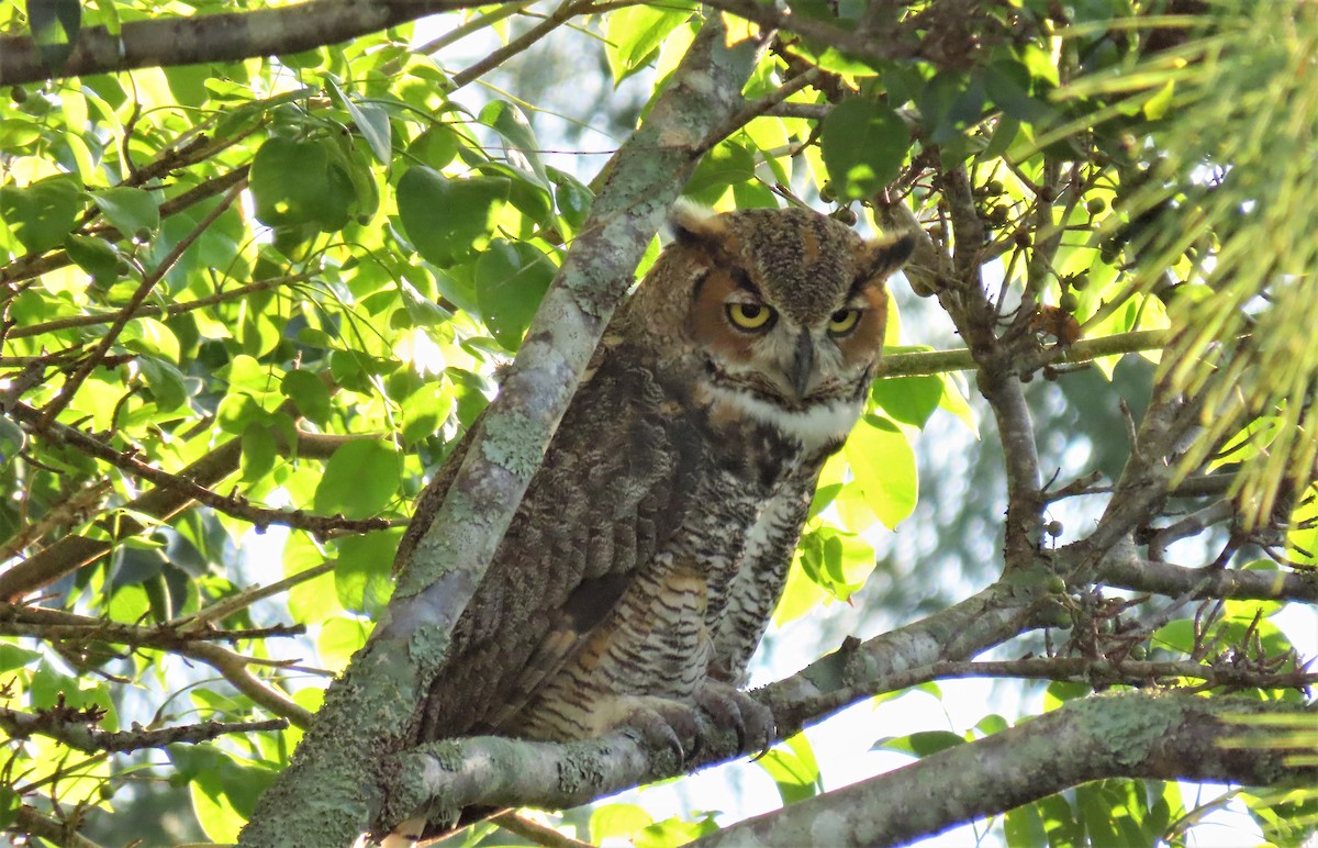 Great Horned Owl - Susan Young