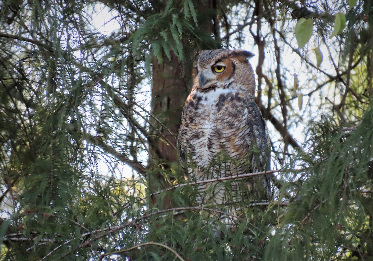 Great Horned Owl - ML373536561