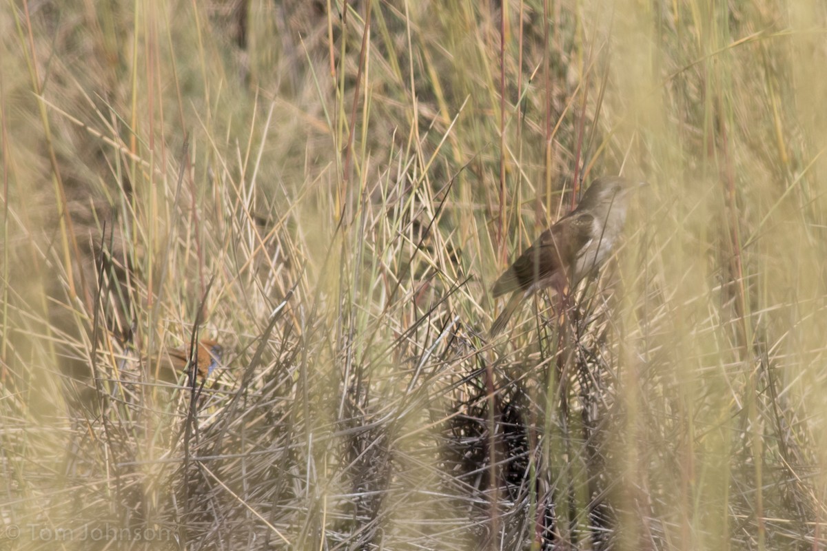 Horsfield's Bronze-Cuckoo - ML37353761