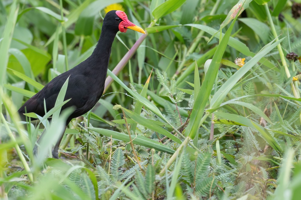 Jacana Suramericana (hypomelaena) - ML373538251