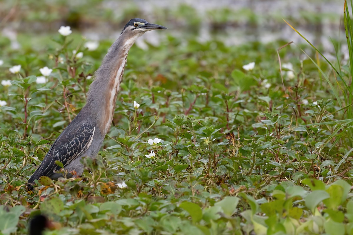 Striated Heron - ML373538341