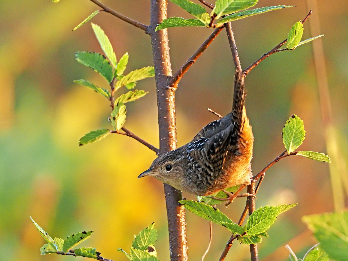 Sedge Wren - ML373539011