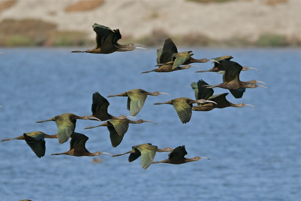 White-faced Ibis - ML37353931