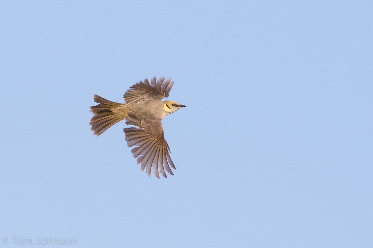 Gray-fronted Honeyeater - Tom Johnson