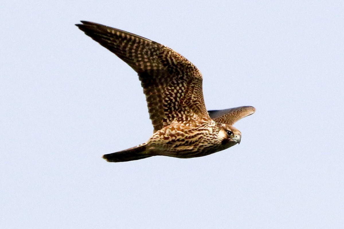 Peregrine Falcon - ML373541201