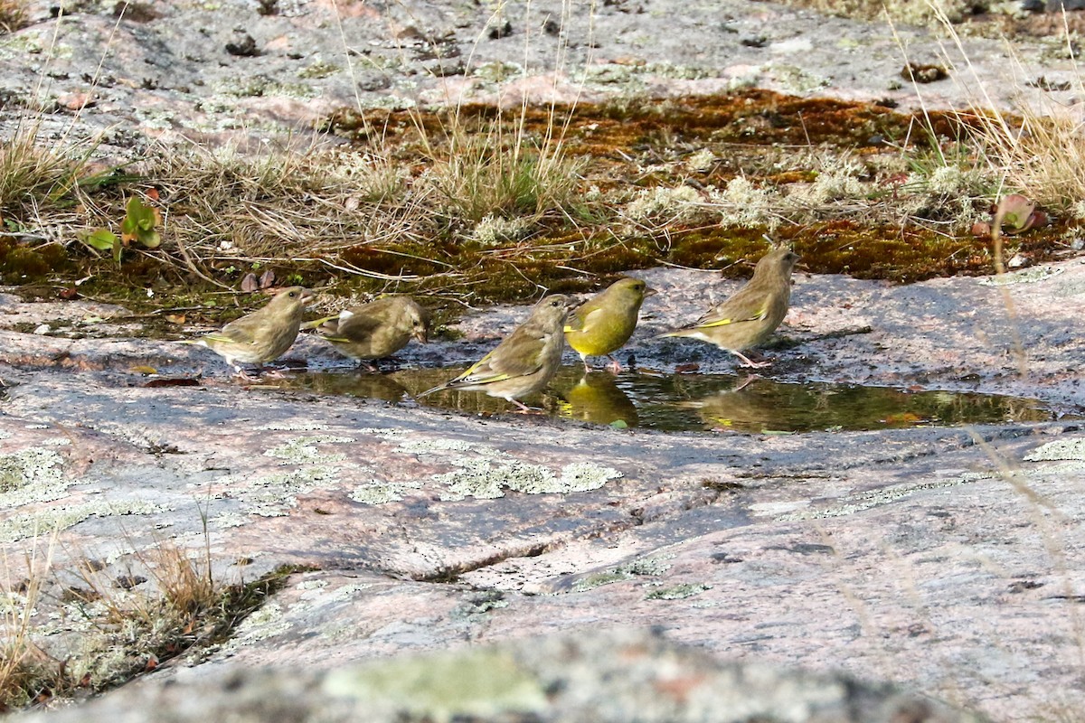 European Greenfinch - ML373541391