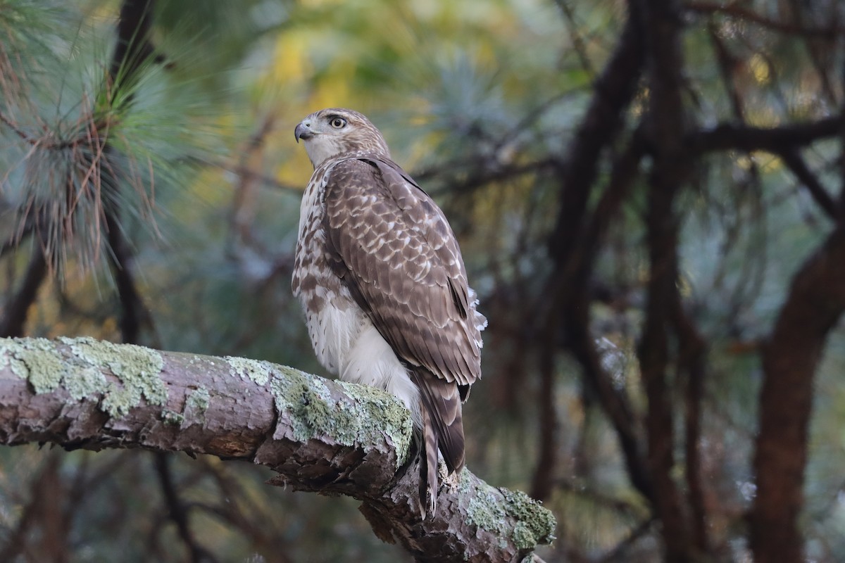 Red-tailed Hawk - ML373541451