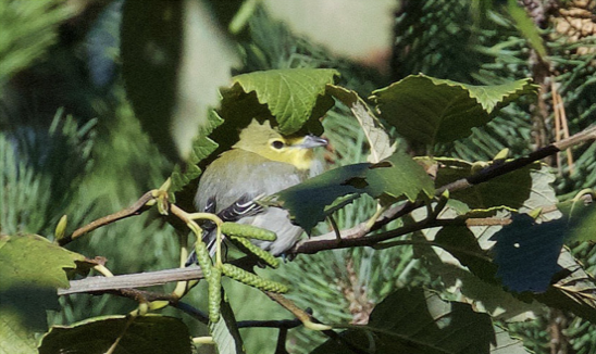 Yellow-throated Vireo - ML373541521
