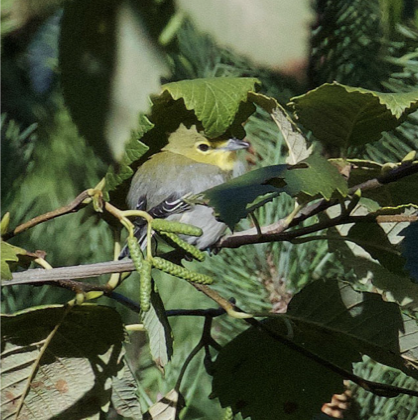 Yellow-throated Vireo - ML373541531