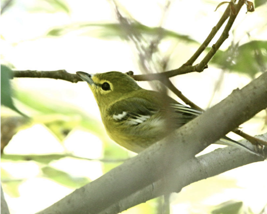 Yellow-throated Vireo - ML373541541