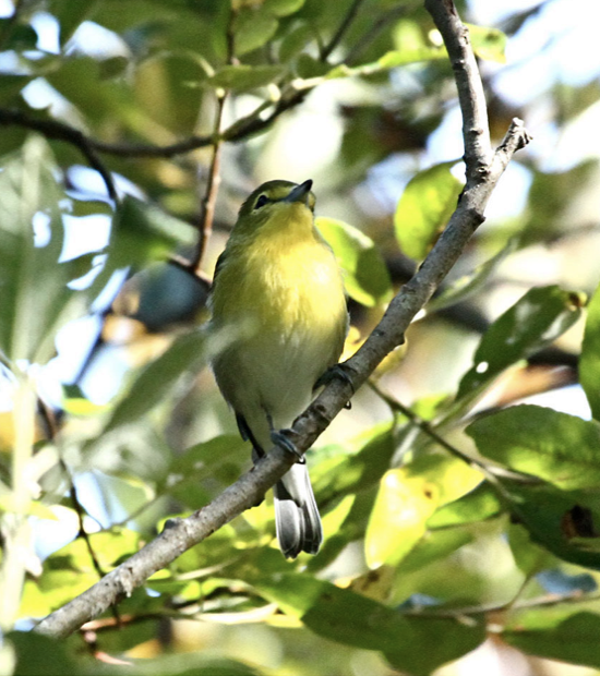 Yellow-throated Vireo - ML373541551