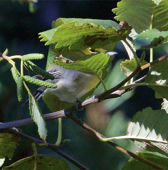 Yellow-throated Vireo - ML373541561