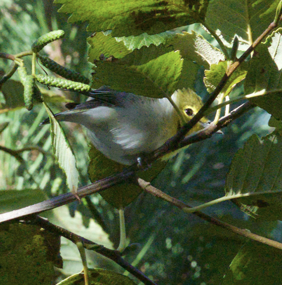 Yellow-throated Vireo - ML373541581