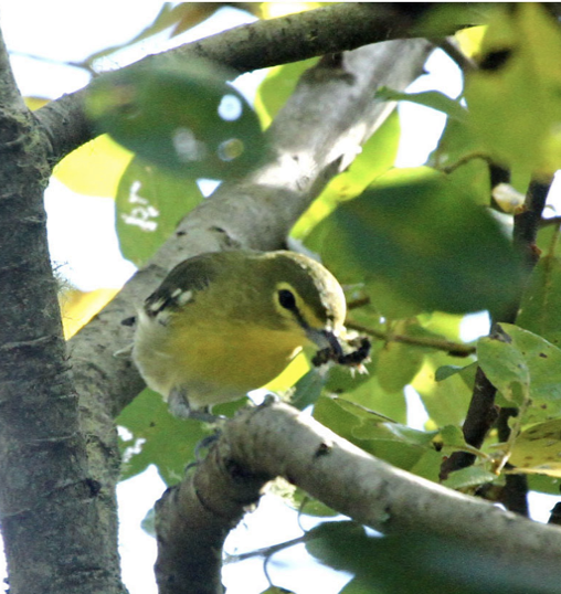 Yellow-throated Vireo - ML373541591