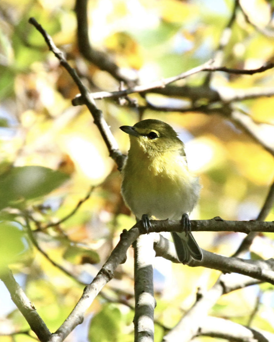 Yellow-throated Vireo - ML373541601